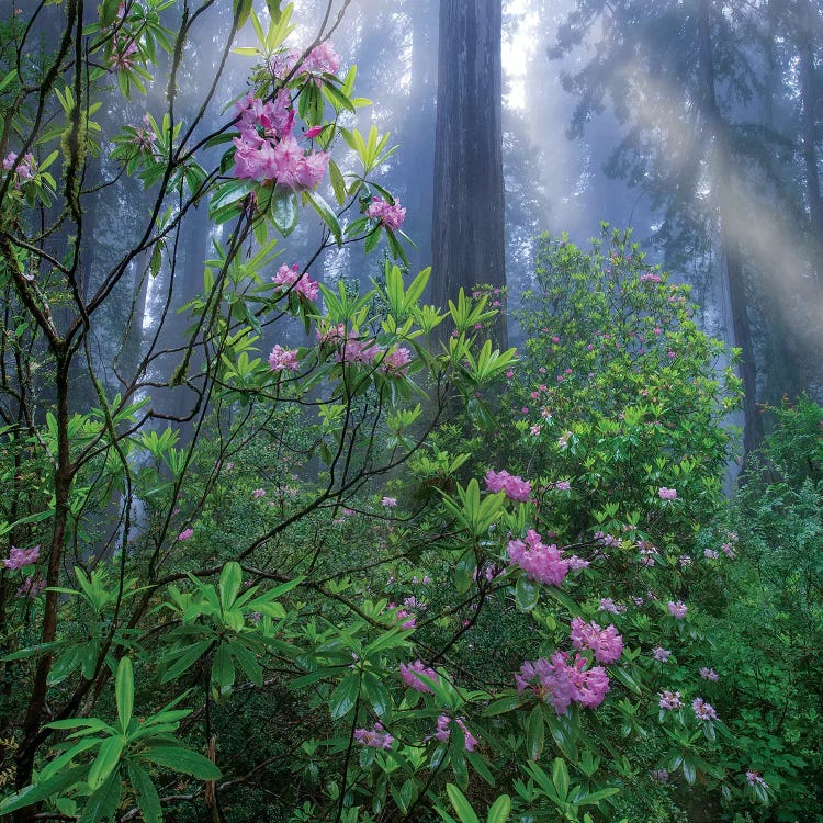 Rhododendron Flowers And Coast Redwoods In Fog, Redwood National Park, California