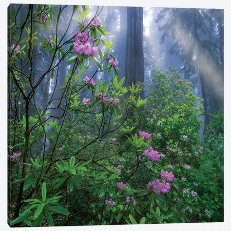 Rhododendron Flowers And Coast Redwoods In Fog, Redwood National Park, California Canvas Print #TFI1416} by Tim Fitzharris Canvas Art Print
