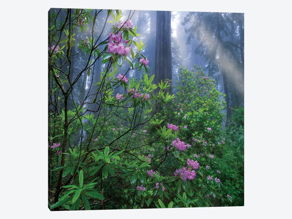 Rhododendron Flowers And Coast Redwoods In Fog, Redwood National Park, California by Tim Fitzharris 1-piece Art Print