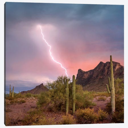 Saguaro (Carnegiea Gigantea) Cacti With Lightning Over Peak In Desert, Picacho Peak State Park, Arizona Canvas Print #TFI1424} by Tim Fitzharris Canvas Art