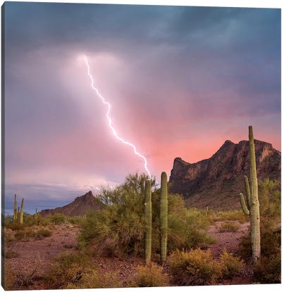 Saguaro (Carnegiea Gigantea) Cacti With Lightning Over Peak In Desert, Picacho Peak State Park, Arizona Canvas Art Print - Tim Fitzharris