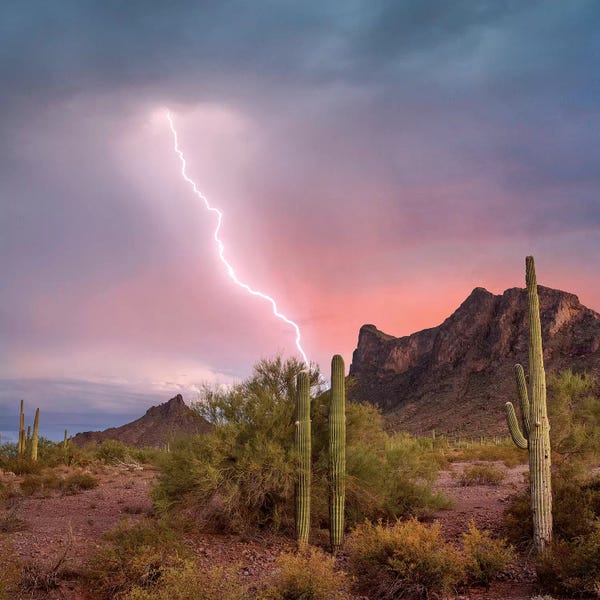 Tim Fitzharris: Saguaro (Carnegiea Gigantea) Cacti With Lightning Over Peak In Desert, Picacho Peak State Park, Arizona by Tim Fitzharris