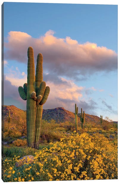 Saguaro And Brittlebush In Spring, White Tank Mountains, Arizona Canvas Art Print - Tim Fitzharris
