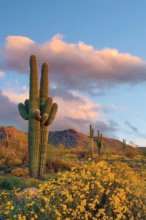 Saguaro And Brittlebush In Spring, White Tank Mountains, Arizona