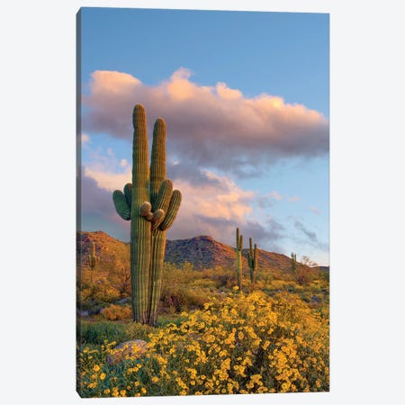 Saguaro And Brittlebush In Spring, White Tank Mountains, Arizona Canvas Print #TFI1425} by Tim Fitzharris Canvas Art