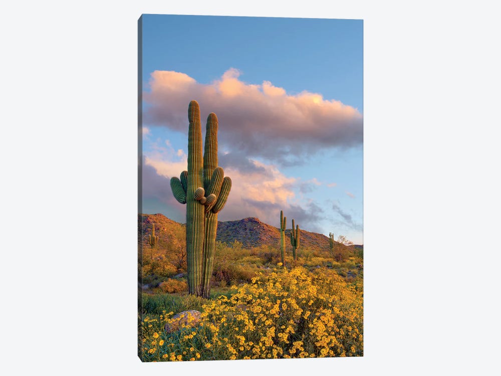 Saguaro And Brittlebush In Spring, White Tank Mountains, Arizona by Tim Fitzharris 1-piece Art Print