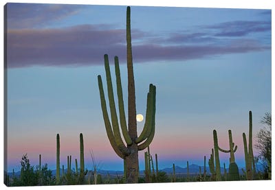 Saguaro And Moon, Saguaro National Park, Arizona Canvas Art Print - Saguaro National Park