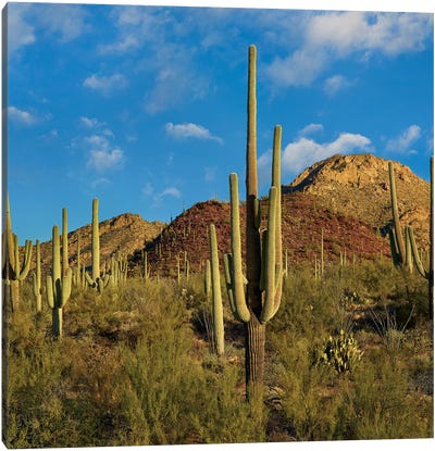 Saguaro, Tucson Mts, Saguaro National Park, Arizona Canvas Art Print - Tucson Art