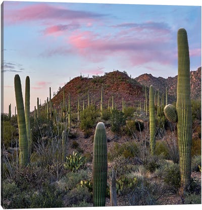 Saguaro, Tucson Mts, Saguaro National Park, Arizona Canvas Art Print - Desert Landscape Photography