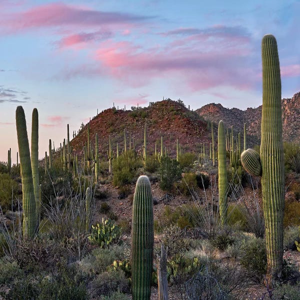 Arizona: Saguaro, Tucson Mts, Saguaro National Park, Arizona by Tim Fitzharris