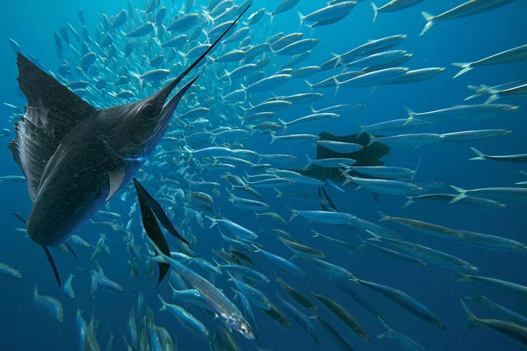 Sailfish Hunting Round Sardinella, Isla Mujeres, Mexico