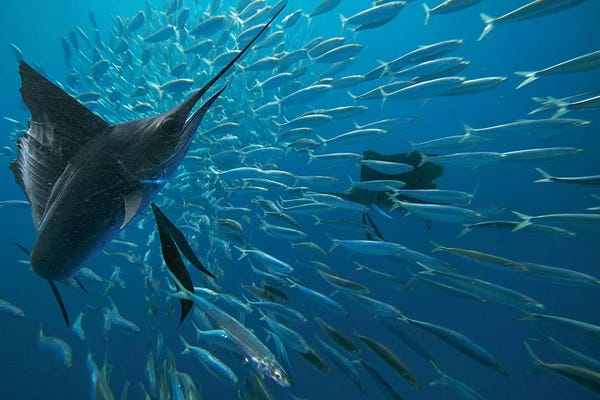 Mexico: Sailfish Hunting Round Sardinella, Isla Mujeres, Mexico by Tim Fitzharris