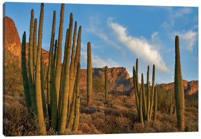Senita Cactus, Ajo Mountains, Organ Pipe Cactus Nm, Arizona Canvas Art Print - Desert Landscape Photography