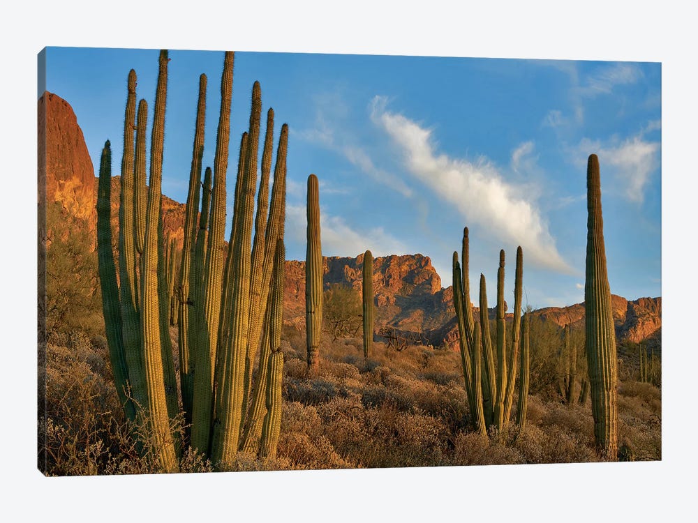 Senita Cactus, Ajo Mountains, Organ Pipe Cactus Nm, Arizona by Tim Fitzharris 1-piece Art Print