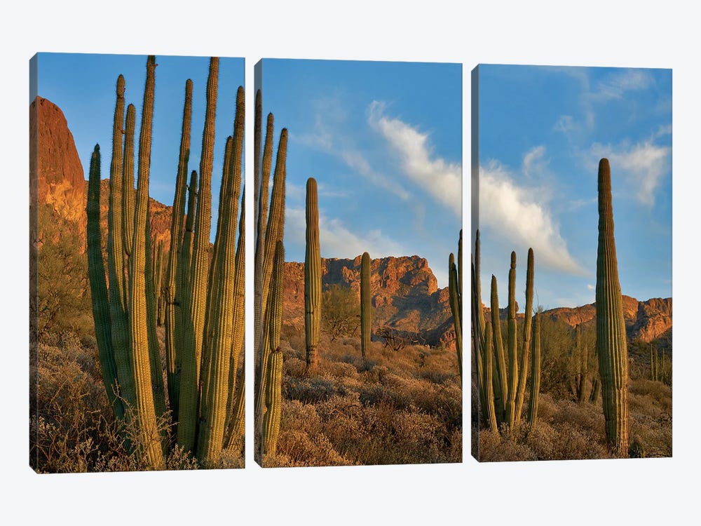 Senita Cactus, Ajo Mountains, Organ Pipe Cactus Nm, Arizona by Tim Fitzharris 3-piece Canvas Art Print