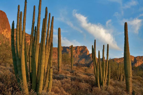 Succulents: Senita Cactus, Ajo Mountains, Organ Pipe Cactus Nm, Arizona by Tim Fitzharris