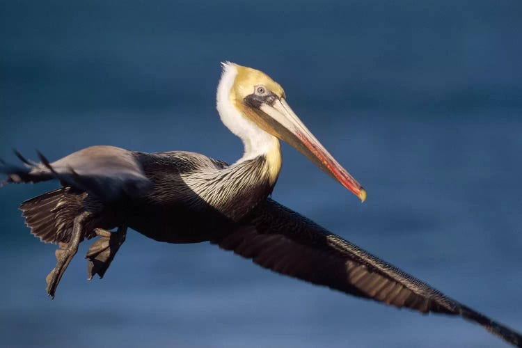 Brown Pelican Flying, California