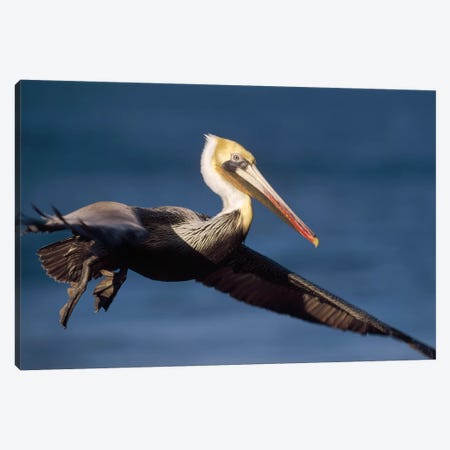 Brown Pelican Flying, California Canvas Print #TFI143} by Tim Fitzharris Art Print