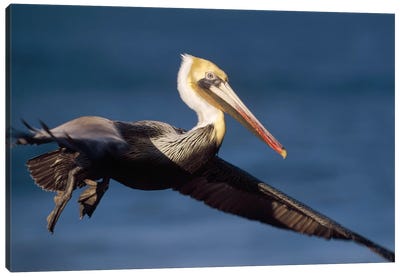 Brown Pelican Flying, California Canvas Art Print - Pelican Art