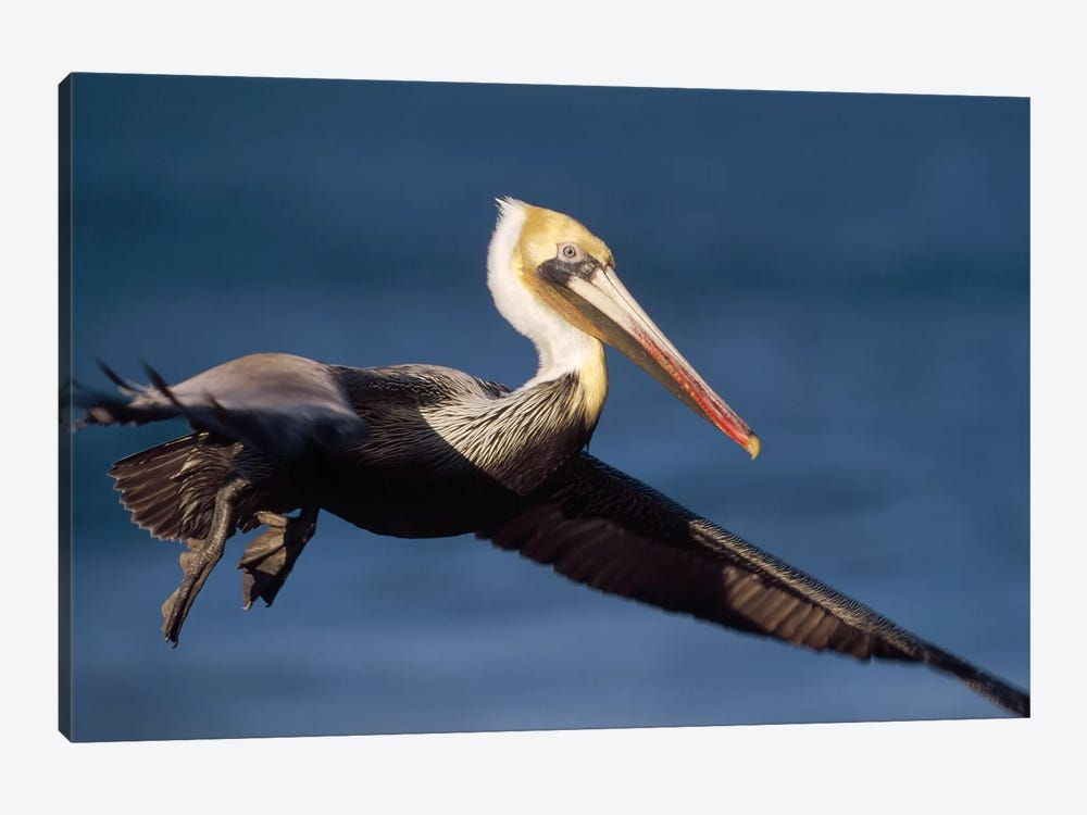 Brown Pelican Flying, California by Tim Fitzharris 1-piece Canvas Art