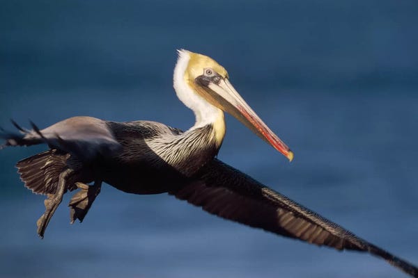 Minden Pictures: Brown Pelican Flying, California by Tim Fitzharris