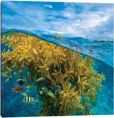 Sergeant Major, Wrasse, And Basslet And Seaweed, Ningaloo Reef, Australia Canvas Art Print - Bass