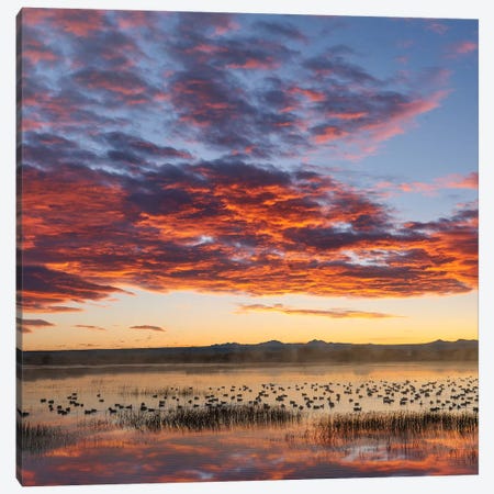 Snow Geese At Sunrise, Bosque Del Apache Nwr, New Mexico Canvas Print #TFI1445} by Tim Fitzharris Canvas Artwork