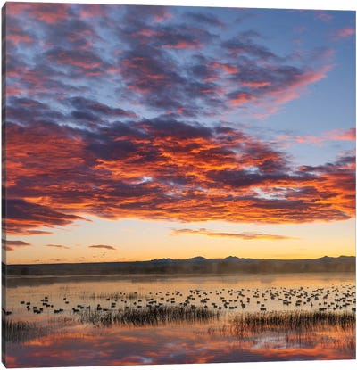Snow Geese At Sunrise, Bosque Del Apache Nwr, New Mexico Canvas Art Print - New Mexico Art