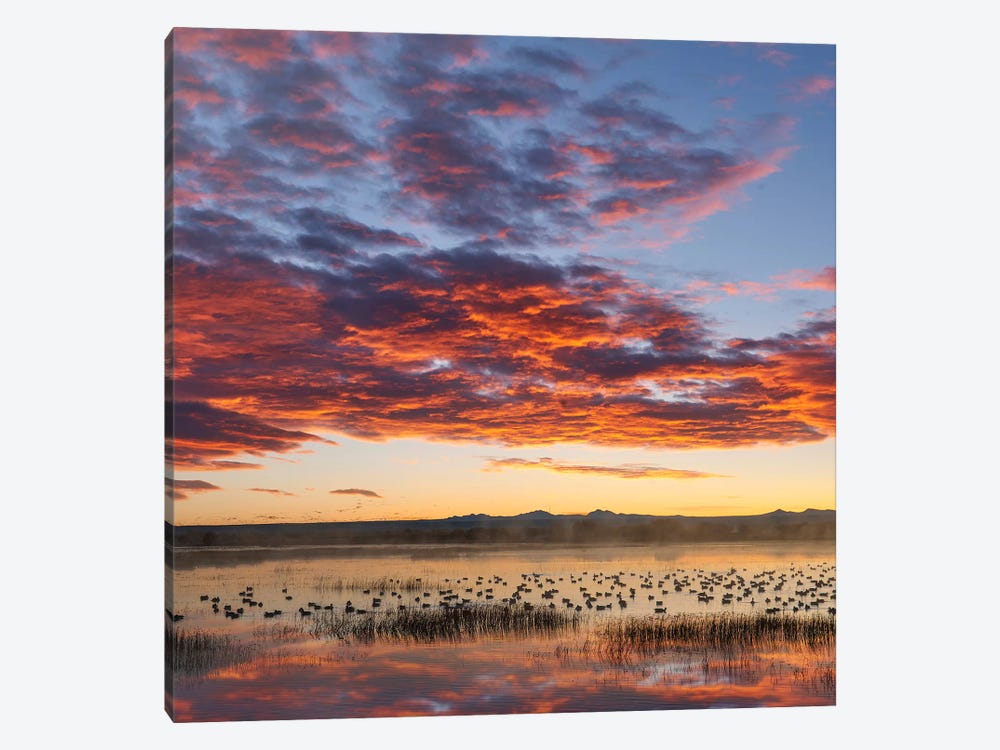 Snow Geese At Sunrise, Bosque Del Apache Nwr, New Mexico by Tim Fitzharris 1-piece Art Print