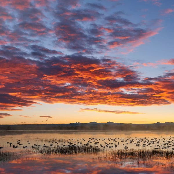Cloudy Sunsets: Snow Geese At Sunrise, Bosque Del Apache Nwr, New Mexico by Tim Fitzharris
