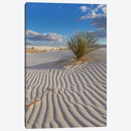 Soaptree Yucca, White Sands Nm, New Mexico Canvas Print #TFI1448} by Tim Fitzharris Canvas Print