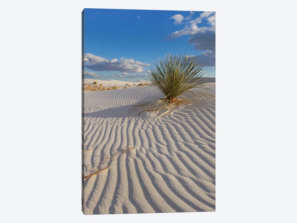 Soaptree Yucca, White Sands Nm, New Mexico by Tim Fitzharris 1-piece Canvas Wall Art
