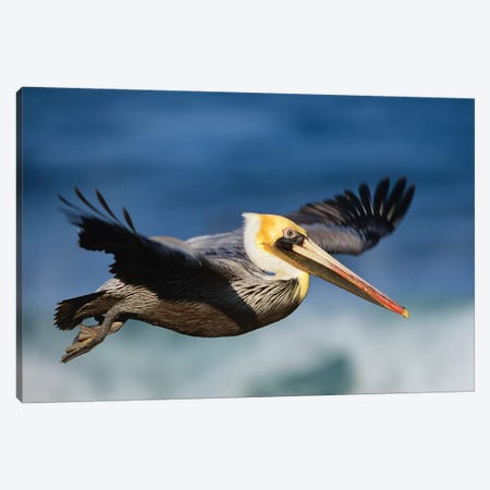 Brown Pelican Flying, North America Canvas Print #TFI144} by Tim Fitzharris Canvas Artwork