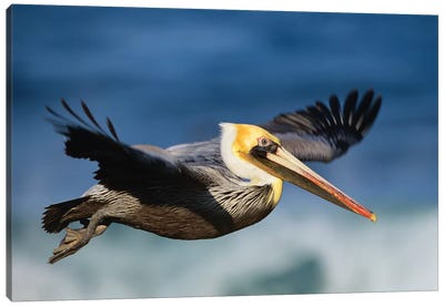 Brown Pelican Flying, North America Canvas Art Print - Pelican Art