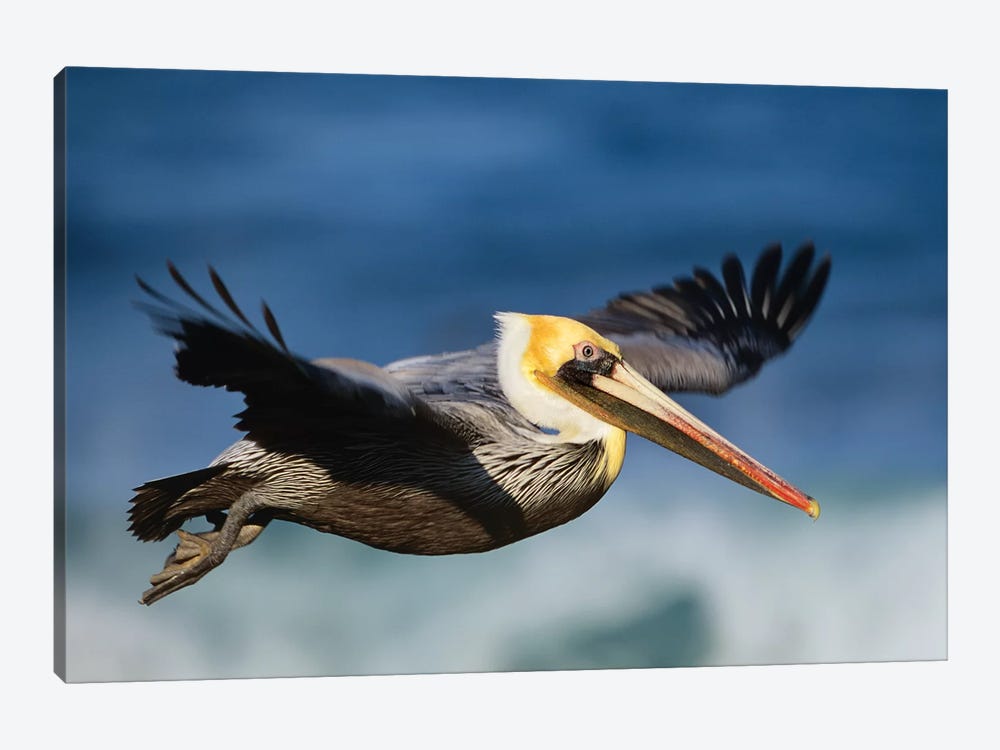 Brown Pelican Flying, North America by Tim Fitzharris 1-piece Canvas Art Print