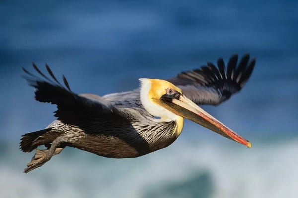 Minden Pictures: Brown Pelican Flying, North America by Tim Fitzharris