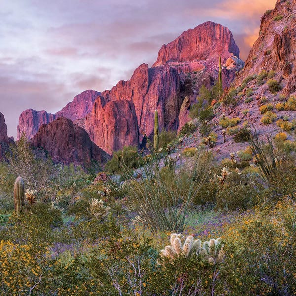 Saguaro National Park: Teddy Bear Cholla And Saguaro, Kofa Nwr, Arizona by Tim Fitzharris