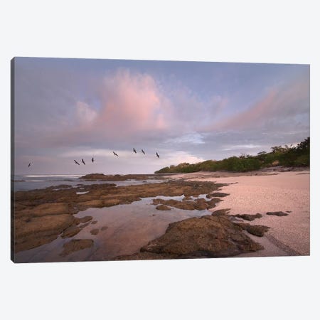 Brown Pelican Group Flying Over Playa Langosta, Guanacaste, Costa Rica Canvas Print #TFI145} by Tim Fitzharris Canvas Wall Art