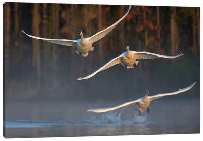 Trumpeter Swan Trio Flying, Magness Lake, Arkansas Canvas Art Print - Tim Fitzharris