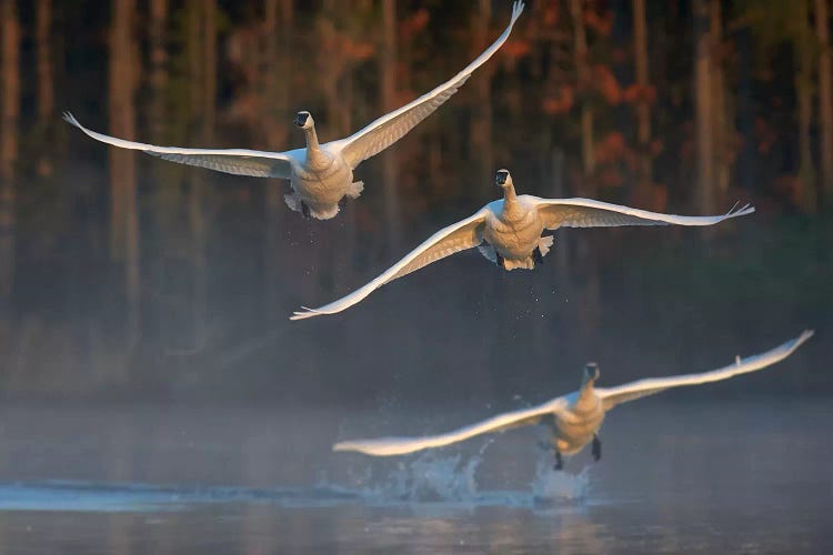 Trumpeter Swan Trio Flying, Magness Lake, Arkansas