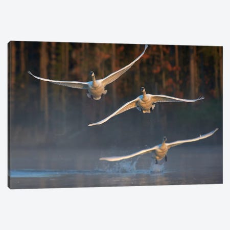 Trumpeter Swan Trio Flying, Magness Lake, Arkansas Canvas Print #TFI1466} by Tim Fitzharris Canvas Wall Art