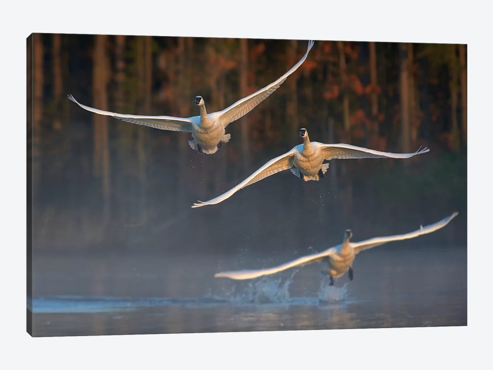 Trumpeter Swan Trio Flying, Magness Lake, Arkansas by Tim Fitzharris 1-piece Canvas Wall Art