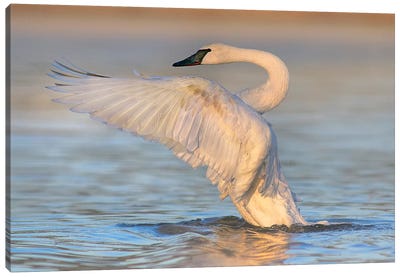 Trumpeter Swans Flapping, Magness Lake, Arkansas Canvas Art Print - Swan Art