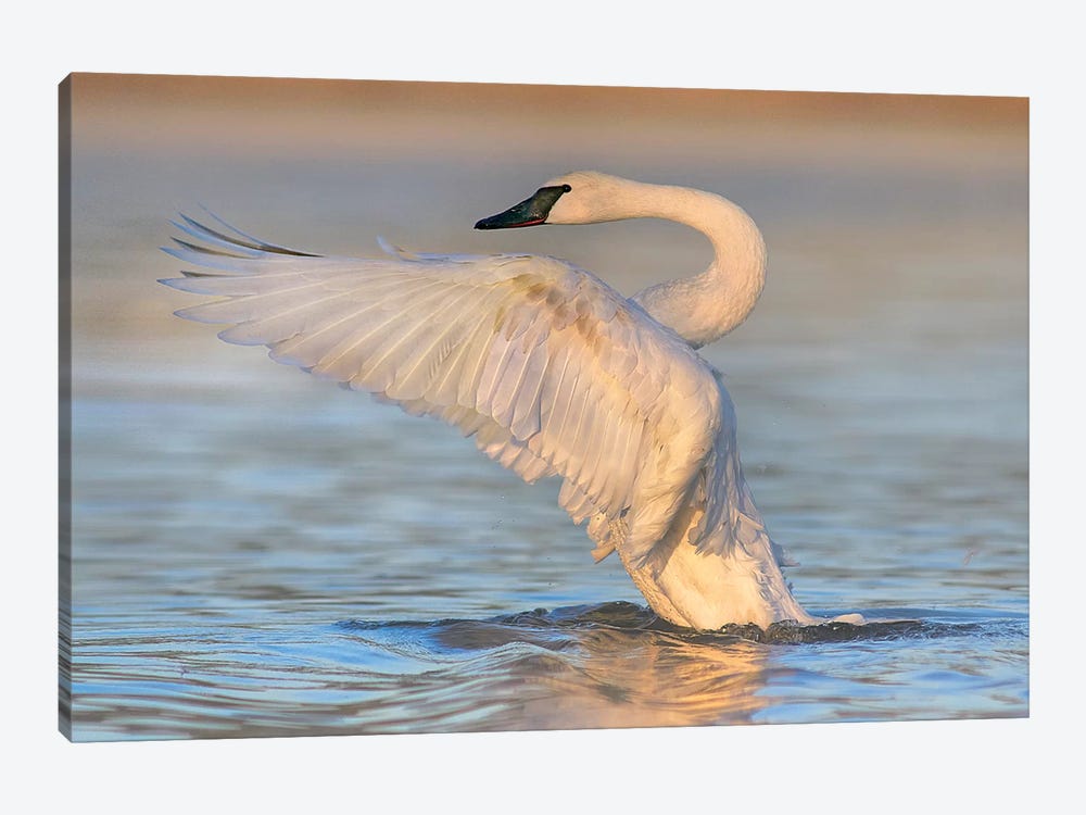 Trumpeter Swans Flapping, Magness Lake, Arkansas by Tim Fitzharris 1-piece Canvas Art