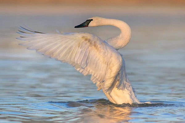 Minden Pictures: Trumpeter Swans Flapping, Magness Lake, Arkansas by Tim Fitzharris