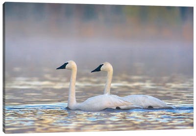 Trumpeter Swans, Magness Lake, Arkansas Canvas Art Print