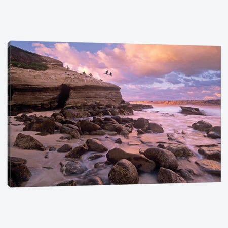 Brown Pelican Pair Landing On Coastal Rocks, La Jolla, California Canvas Print #TFI146} by Tim Fitzharris Canvas Art