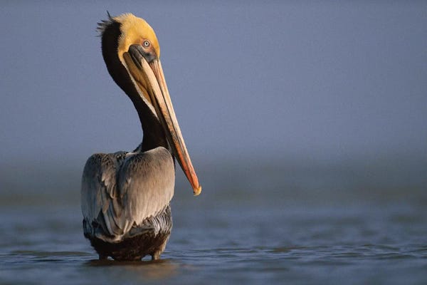 Minden Pictures: Brown Pelican, Texas by Tim Fitzharris