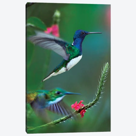 White-Necked Jacobin And Golden-Tailed Sapphire, Trinidad Canvas Print #TFI1484} by Tim Fitzharris Canvas Art