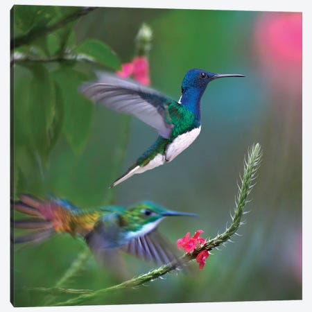 White-Necked Jacobin And Golden-Tailed Sapphire, Trinidad Canvas Print #TFI1485} by Tim Fitzharris Canvas Art